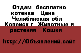 Отдам  бесплатно котенка › Цена ­ 1 - Челябинская обл., Копейск г. Животные и растения » Кошки   